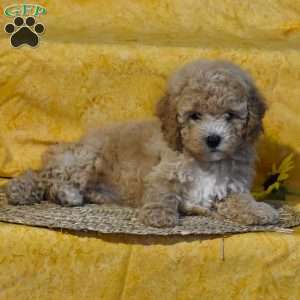 Sophia, Miniature Poodle Puppy
